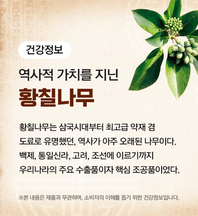 황칠나무 소개 이미지