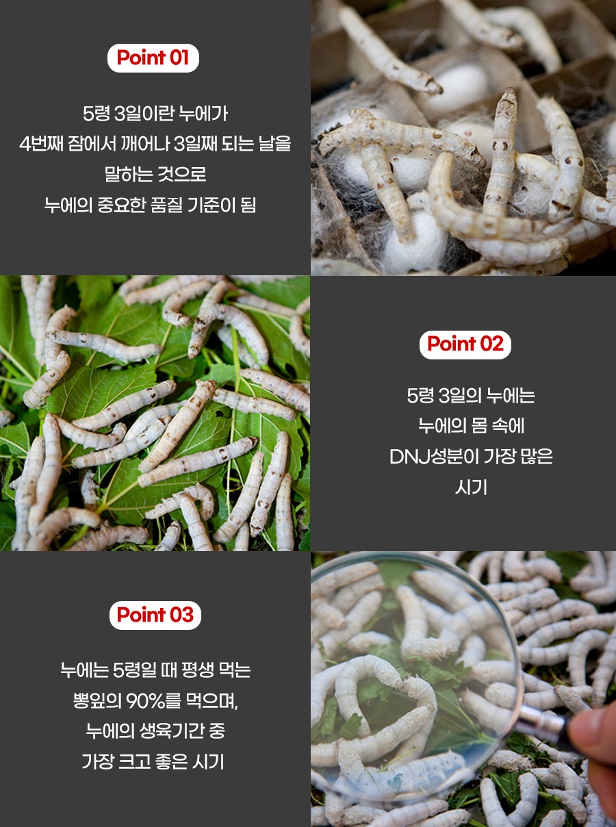 5령 3일 누에의 비밀 — Point 01 누에의 중요한 품질기준 / Point 02 DNJ성분이 가장 많은 시기 / Point 03 가장 크고 좋은 시기