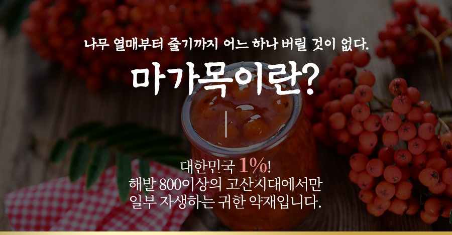 울릉도 마가목 열매 소개